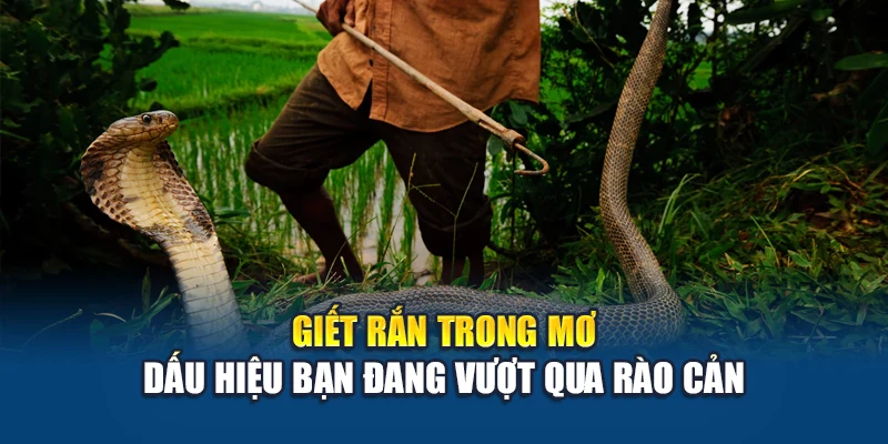 Mơ Thấy Rắn - Giải Mã Điềm Lành Hay Cảnh Báo Ẩn Sâu 3 Giết rắn trong mơ dấu hiệu bạn đang vượt qua rào cản